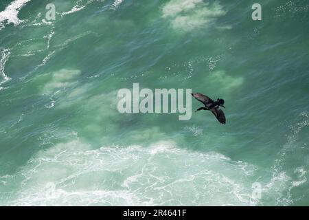 Kap Kormorant (Phalacrocorax capensis) im Flug über den Wellen am Kap der Guten Hoffnung, Kapstadt, Südafrika Stockfoto