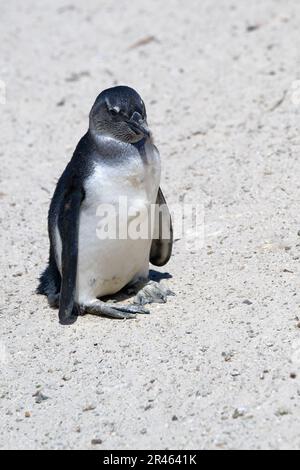 Junger afrikanischer Pinguin (Spheniscus demersus) auf Sandstrecken am Boulder's Beach, Kapstadt, Südafrika Stockfoto