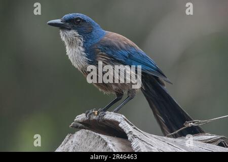 Island Scrub jay, Aphelocoma insularis, eine Corvid-Vogelart, die im Channel Islands-Nationalpark in Kalifornien auf Santa Cruz Island endemisch ist. Stockfoto