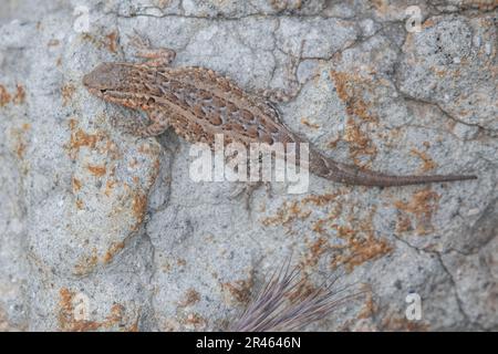 Die gemeine Eidechse (Uta stansburiana), die sich auf einem Felsen auf Santa Cruz Island im Channel Islands-Nationalpark in Kalifornien sonnt. Stockfoto