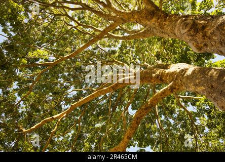 Roter Mahagonibaum (Khaya anthotheca), Kirstenbosch, Kapstadt, Südafrika Stockfoto