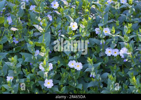 Bunte Blumen in Kirstenbosch, Kapstadt, Südafrika Stockfoto