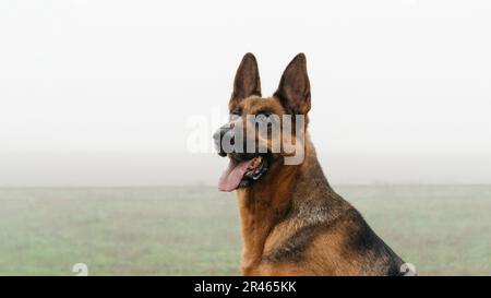 Ein deutscher Schäferhund auf einem Wiesenfeld an einem nebligen Tag. Stockfoto
