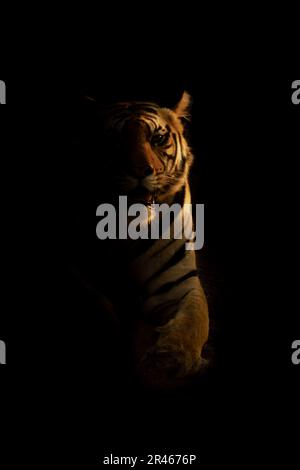 Der bengalische Tiger liegt in der Dunkelheit und beobachtet die Kamera Stockfoto