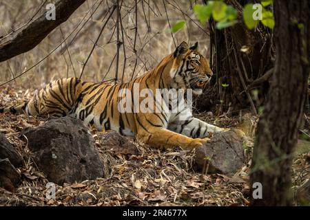 Der bengalische Tiger liegt vor den Bäumen Stockfoto