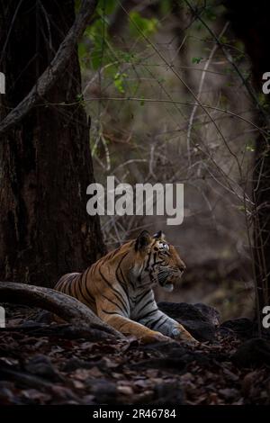 Der bengalische Tiger liegt unter einem Baum im Wald Stockfoto