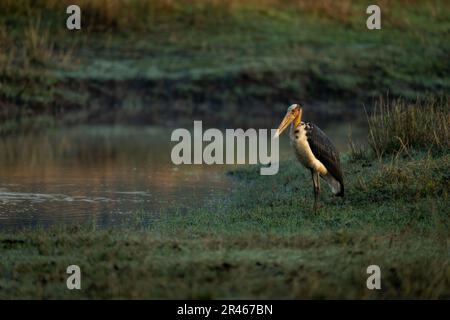 Asiatischer Wollstorch auf Gras am Wasserloch Stockfoto