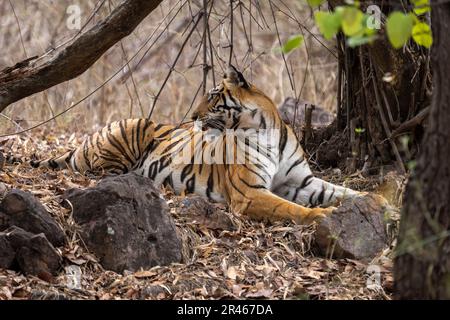 Der bengalische Tiger liegt unter Bäumen Stockfoto