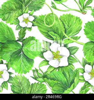 Nahtloses Muster von Erdbeerbüschen mit grünen Blättern und weißen Blumen. Aquarelldarstellung isoliert auf weißem Hintergrund. Die Anwendung ist de Stockfoto