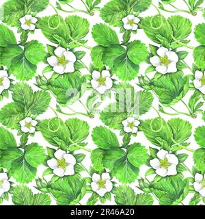 Nahtloses Muster von Erdbeerbüschen mit grünen Blättern und weißen Blumen. Aquarelldarstellung isoliert auf weißem Hintergrund. Die Anwendung ist de Stockfoto