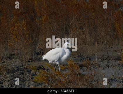 Ein majestätischer weißer Storch wird dabei gesehen, wie er in einer ruhigen natürlichen Umgebung waten und eine wunderschöne und friedliche Atmosphäre schafft Stockfoto