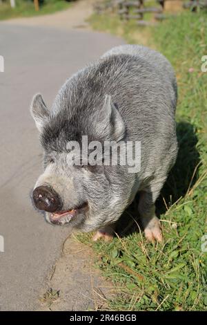 Das Foto wurde in der Ukraine gemacht, auf der Straße des Dorfes Pilipets. Auf dem Foto ist ein Porträt eines grauhaarigen vietnamesischen Schweins. Stockfoto