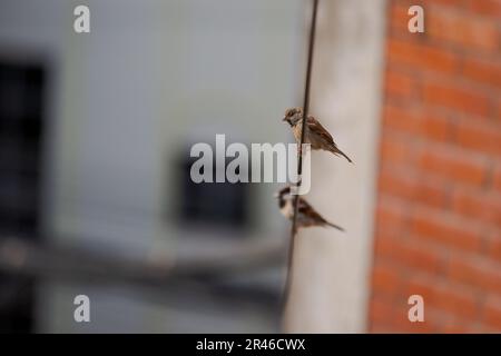 Ein paar Spatzen auf einem Draht mit einem kleinen Stück Essen im Schnabel. Stockfoto