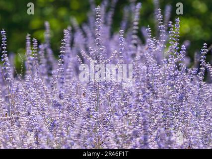 Russischer Weiser, ein dürretoleranter, prachtvoller und harter Dauerblüte im Garten. Stockfoto