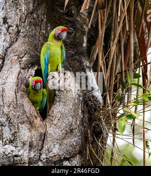 Zwei große Hühner des großen grünen Aras (Ara ambiguus) in ihrem Nistgraben an den Atlantikhängen, Costa Rica. Stockfoto