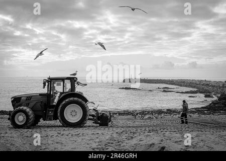 Eine Graustufenaufnahme von Männern, die Möwen am Strand von Angeiras füttern Stockfoto