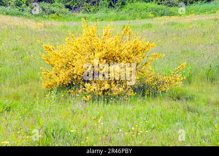 Wilde gelbe Ginster-Blüten Stockfoto
