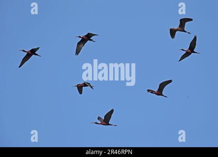 Im Flug Coto Donana, Andalusien, Spanien, strömt ein glänzender Ibis (Plegadis falcinellus) Mai Stockfoto