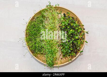 Tonschale mit drei Arten von Mikrogreens Stockfoto