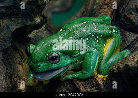 Ein lebendiger, prächtiger Baumfrosch (Ranoidea splendida), der zufrieden auf einem Baum steht Stockfoto