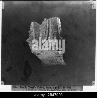 Uncle Tom's Cabin, die von einem Punkt 40 ft. in das Innere der Big Tree Eagle Wing, Calaveras County Stockfoto