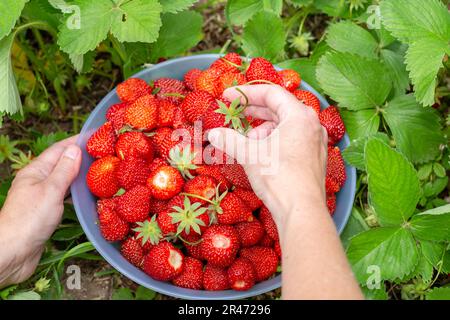 Weibliche Hände mit einer großen Schüssel gefüllt mit reifen roten Erdbeeren auf grünem Laubgrund. Beeren ernten. Stockfoto