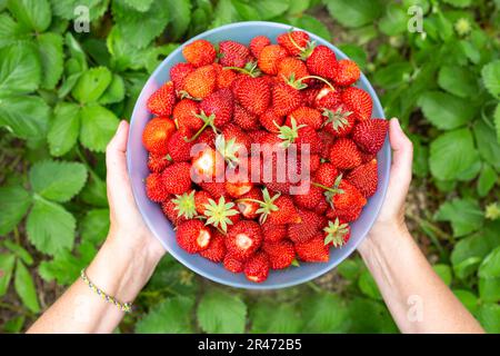Weibliche Hände mit einer großen Schüssel gefüllt mit reifen roten Erdbeeren auf grünem Laubgrund. Beeren ernten. Stockfoto