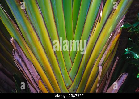 Ein orangefarbener und grüner Palmenstamm, von der Unterseite aus gesehen. Stockfoto