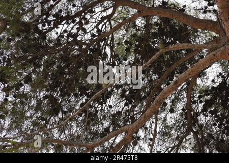 Ein kleiner Schuss Papageien, hoch oben auf Baumästen Stockfoto