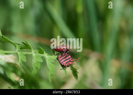 Makro von zwei gestreiften Bugs vor grünem Hintergrund auf Einem Pflanzenteil Stockfoto