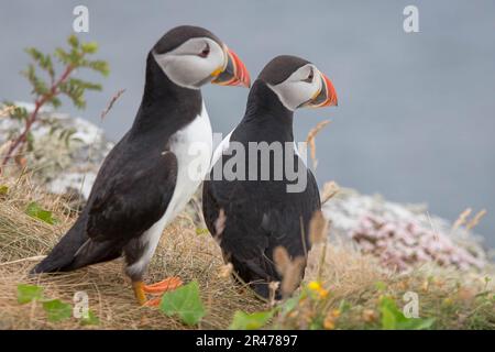 Zwei Papageientaucher hoch oben auf einem grünen Hügel auf der Insel Staffa in Schottland Stockfoto