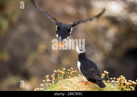 Zwei Papageientaucher hoch oben auf einem grünen Hügel auf der Insel Staffa in Schottland Stockfoto