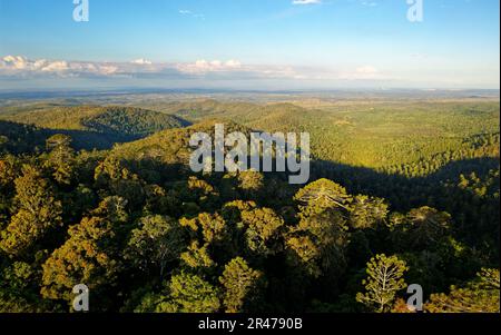 Bunya Mountains-Nationalpark in Queensland, Australien, Abschnitt der Great Dividing Range bedeckt mit antikem Nadelwald, verschiedene Holzarten inklusive Stockfoto