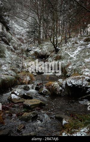 Ein von schneebedeckten Kiefern gesäumter Bergbach, durch den ein friedliches Gewässer fließt Stockfoto