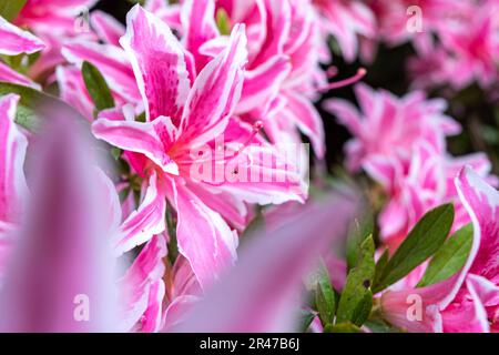 Rosa Blüten von Rhododendron indicum, Nahaufnahme mit selektivem Weichzeichner Stockfoto