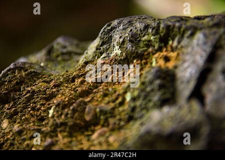 Nahaufnahme einer Felsoberfläche mit einer Abdeckung aus grünem Moos, wobei andere Steine im Hintergrund sichtbar sind Stockfoto