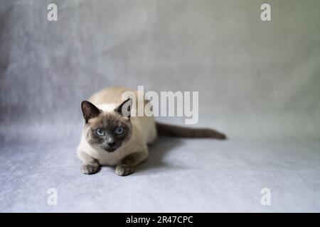 Thailändische Katze mit blauer Spitze, alter siamesischer Typ, blau und grau, eisfarben weiß mit blauem Schimmer. Siamesenkatze, weißes Fell, große blaue Augen, Abstammung Stockfoto