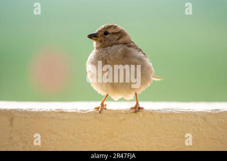 Ein junger, aufgewirbelter Spatz auf einer Mauer mit sanftem grünen Hintergrund, Ägypten Stockfoto