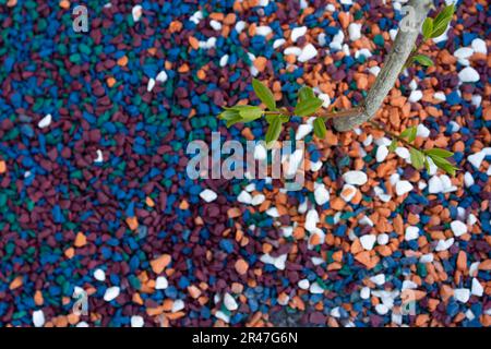 Ein junger Baum mit grünen Blättern vor einem Hintergrund von kleinen Kieselsteinen in leuchtenden Farben, einem Hintergrund in Blau, Weiß, Orange und Burgunder. Stockfoto