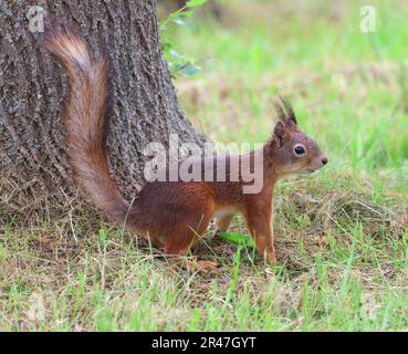 Ein rotes Eichhörnchen in einem Park in Bulgarien Stockfoto