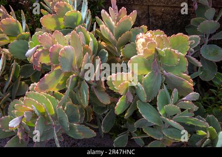 Sydney, New South Wales, Australien. 25. Mai 2023. Aurora Borealis, verschiedene Lavendelmuscheln (Kalanchoe fedtschenkoi „Variegata“) in einem Garten in Sydney, New South Wales, Australien. Aurora Borealis ist ein kleiner, krautiger Sukkulent mit lavendelgrau-grünem Anstrich mit unregelmäßigen cremefarbenen Markierungen entlang der Muschelränder auf Stämmen, die sich ausbreiten und am Boden Wurzeln, um große Kolonien zu bilden. (Kreditbild: © Tara Malhotra/ZUMA Press Wire) NUR REDAKTIONELLE VERWENDUNG! Nicht für den kommerziellen GEBRAUCH! Stockfoto