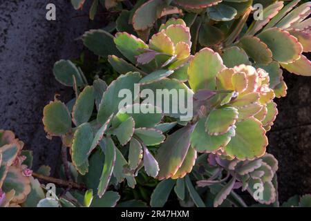 Sydney, New South Wales, Australien. 25. Mai 2023. Aurora Borealis, verschiedene Lavendelmuscheln (Kalanchoe fedtschenkoi „Variegata“) in einem Garten in Sydney, New South Wales, Australien. Aurora Borealis ist ein kleiner, krautiger Sukkulent mit lavendelgrau-grünem Anstrich mit unregelmäßigen cremefarbenen Markierungen entlang der Muschelränder auf Stämmen, die sich ausbreiten und am Boden Wurzeln, um große Kolonien zu bilden. (Kreditbild: © Tara Malhotra/ZUMA Press Wire) NUR REDAKTIONELLE VERWENDUNG! Nicht für den kommerziellen GEBRAUCH! Stockfoto