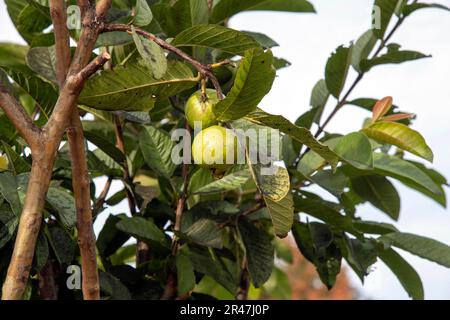 Sydney, New South Wales, Australien. 25. Mai 2023. Grüne Guaven (Psidium guajava) Früchte, die auf einem Baum in einem Garten in Sydney, New South Wales, Australien wachsen. Guava gilt wegen seiner zahlreichen gesundheitsfördernden Eigenschaften als Superfrucht. Die Guavenfrucht wächst auf einem kleinen Baum mit einem breiten, kurzen Baldachin und einem stabilen ein- bis mehrstieligen Stamm. Die Guava-Saison in Australien ist von März bis Mai. (Kreditbild: © Tara Malhotra/ZUMA Press Wire) NUR REDAKTIONELLE VERWENDUNG! Nicht für den kommerziellen GEBRAUCH! Stockfoto
