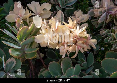 Sydney, New South Wales, Australien. 25. Mai 2023. Aurora Borealis, verschiedene Lavendelmuscheln (Kalanchoe fedtschenkoi „Variegata“) in einem Garten in Sydney, New South Wales, Australien. Aurora Borealis ist ein kleiner, krautiger Sukkulent mit lavendelgrau-grünem Anstrich mit unregelmäßigen cremefarbenen Markierungen entlang der Muschelränder auf Stämmen, die sich ausbreiten und am Boden Wurzeln, um große Kolonien zu bilden. (Kreditbild: © Tara Malhotra/ZUMA Press Wire) NUR REDAKTIONELLE VERWENDUNG! Nicht für den kommerziellen GEBRAUCH! Stockfoto