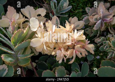 Sydney, New South Wales, Australien. 25. Mai 2023. Aurora Borealis, verschiedene Lavendelmuscheln (Kalanchoe fedtschenkoi „Variegata“) in einem Garten in Sydney, New South Wales, Australien. Aurora Borealis ist ein kleiner, krautiger Sukkulent mit lavendelgrau-grünem Anstrich mit unregelmäßigen cremefarbenen Markierungen entlang der Muschelränder auf Stämmen, die sich ausbreiten und am Boden Wurzeln, um große Kolonien zu bilden. (Kreditbild: © Tara Malhotra/ZUMA Press Wire) NUR REDAKTIONELLE VERWENDUNG! Nicht für den kommerziellen GEBRAUCH! Stockfoto