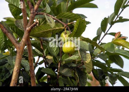 Sydney, New South Wales, Australien. 25. Mai 2023. Grüne Guaven (Psidium guajava) Früchte, die auf einem Baum in einem Garten in Sydney, New South Wales, Australien wachsen. Guava gilt wegen seiner zahlreichen gesundheitsfördernden Eigenschaften als Superfrucht. Die Guavenfrucht wächst auf einem kleinen Baum mit einem breiten, kurzen Baldachin und einem stabilen ein- bis mehrstieligen Stamm. Die Guava-Saison in Australien ist von März bis Mai. (Kreditbild: © Tara Malhotra/ZUMA Press Wire) NUR REDAKTIONELLE VERWENDUNG! Nicht für den kommerziellen GEBRAUCH! Stockfoto