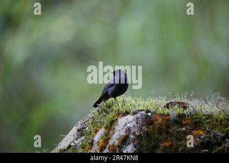 Ein plumberer Wasserroter auf einem moosbedeckten Felsen. Phoenicurus fuliginosus. Stockfoto