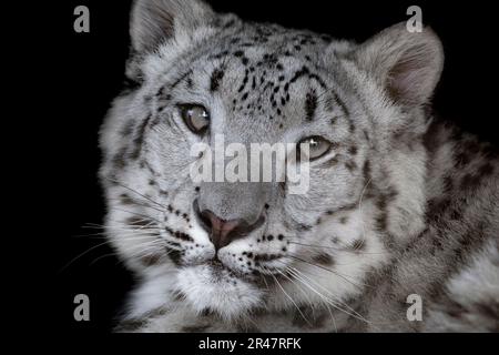 Junge weibliche Snow Leopard in die Kamera schaut Stockfoto