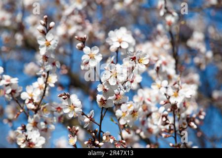 Obstbäume blühen im Frühling. Aprikosenblüten auf dem Ast am blauen Himmel. Natur, umweltfreundliche Welt. Stockfoto