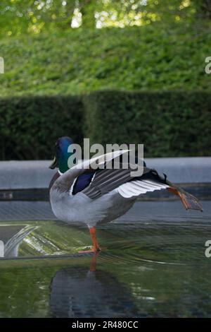 Männliche Ente, die auf einem Bein steht, mit dem anderen ausgestreckten Porträt Stockfoto